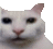 a close up of a white cat 's face with a white background .