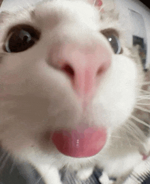 a close up of a white cat 's nose with its tongue out .