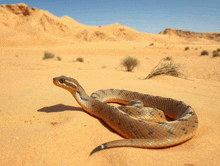 a snake is crawling on the sand in the desert