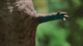 a close up of a lizard 's tail with green background