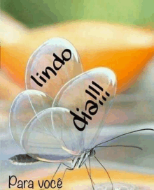 a picture of a butterfly with bubbles that say lindo dia