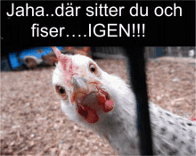 a picture of a chicken with a caption that says " jaha..dar sitter du och fiser..igen !!! "