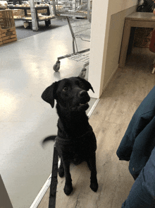 a black dog sitting next to a shopping cart with a sign that says ' we 're sorry '