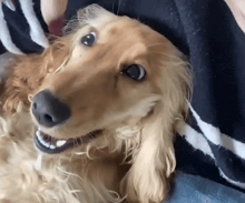 a cocker spaniel laying on a person 's lap