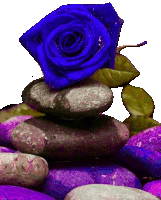 a blue rose is sitting on top of a pile of rocks