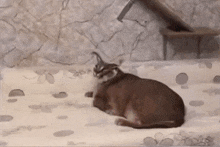 a cat is laying on a blanket on a bed in a room .