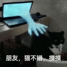 a black and white cat sitting in front of a laptop computer with a hand coming out of the screen .