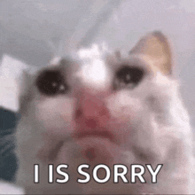 a cat is crying and says `` i is sorry '' .