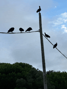 a few birds perched on a power line