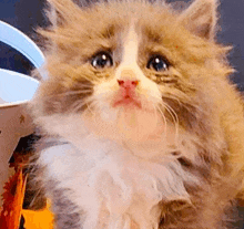 a close up of a fluffy brown and white cat looking at the camera .