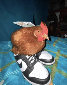 a chicken sits on top of a pair of nike shoes