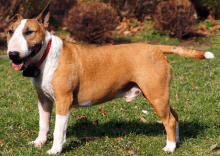 a brown and white dog is standing in the grass