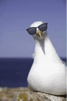 a seagull wearing sunglasses looks at the camera