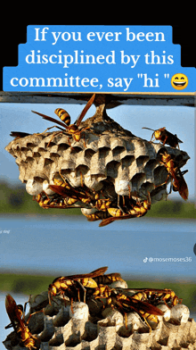 a bunch of wasps sitting on top of a nest