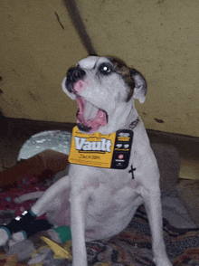 a brown and white dog yawning while wearing a yellow vault tag