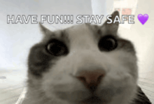 a close up of a cat 's face with the words have fun !!! stay safe above it