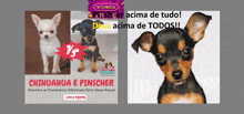 a picture of a chihuahua and a picture of a pinner