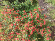 a bush with red flowers and green leaves is surrounded by grass