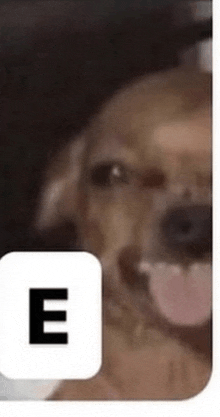 a close up of a dog 's face with a letter e next to it .