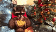 a raccoon is sitting on a couch eating corn