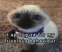 a cat wearing a purple collar is sitting on the floor and saying `` i apologize for my frivolous behavior ''