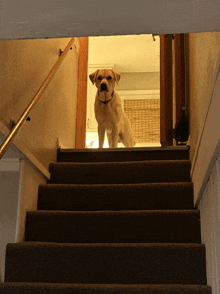 a dog standing on a set of stairs