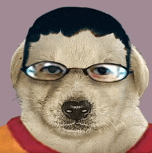 a dog wearing glasses and a red shirt