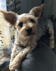 a small dog laying on a couch with a painting in the background