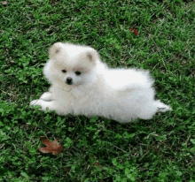 a small white pomeranian puppy is laying down in the grass .