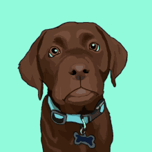 a brown dog wearing a blue collar and tag