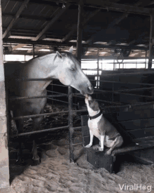 a horse and a dog are standing next to each other in a stable and the horse is licking the dog