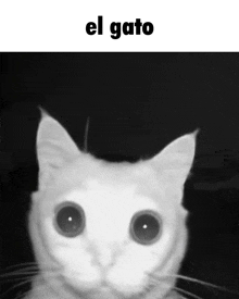 a black and white photo of a cat with the text el gato above it