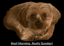 a small brown dog laying down with the words roof morning roofy sunday