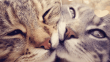 a close up of two cats kissing each other 's noses