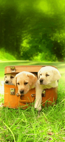 three puppies in a suitcase in the grass