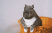 a small animal with a white heart on its chest sits in a basket