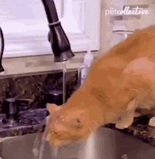 a cat drinking water from a kitchen sink with the petcollective written on the bottom right