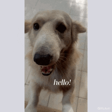 a picture of a dog with the words hello written below it