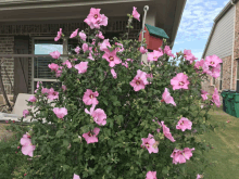 a bush with pink flowers is in front of a brick house