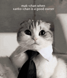 a cat wearing a tie with the caption " mak-chan when xanto-chan is a good owner " on the bottom