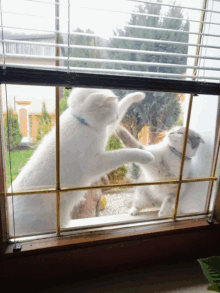 two cats are playing in a window with blinds