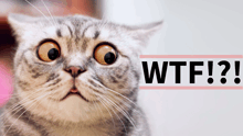 a cat with a surprised look on its face next to a wtf sign