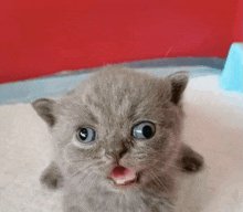 a gray kitten with its mouth open looks at the camera .