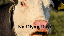 a close up of a cow with the words ne diyon dayi written above it