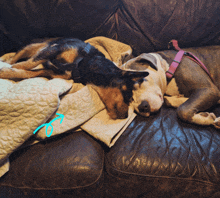 two dogs are sleeping on a couch with a blue arrow pointing to the a