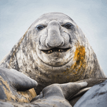 a close up of a seal with a very large nose