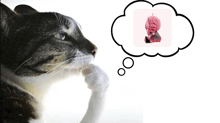 a cat with a thought bubble with a picture of a skull on it