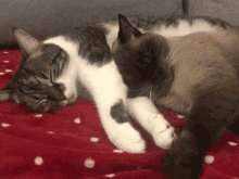 two cats laying next to each other on a bed