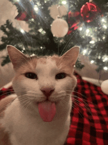 a cat with its tongue hanging out in front of a christmas tree