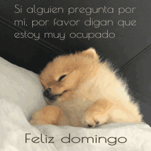 a pomeranian puppy laying on a pillow with a feliz domingo message